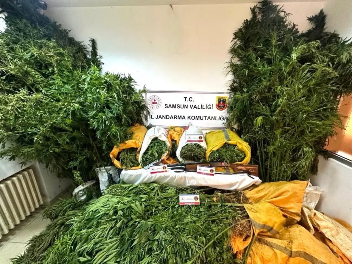 samsunda-uyusturucu-operasyonu-58-kilo-esrar-ve-495-kok-kenevir-ele-gecirildi-fVTxFGep.jpg